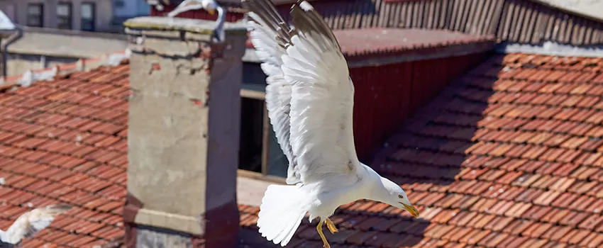 Residential Chimney Animal Removal Solution in Lewisville, TX