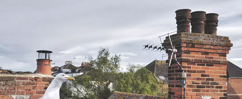 Chimney Cleaning And Restoration in Lewisville, Texas